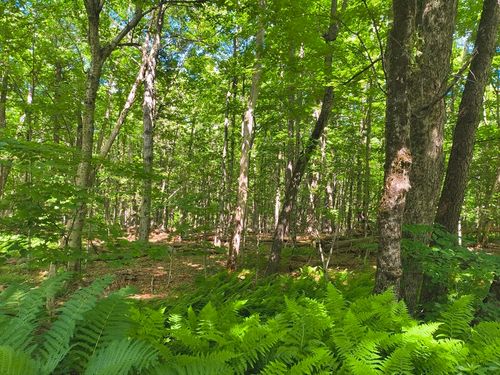 lot 2 Holcomb Rd, Chester, MA, 01011-9676 | Card Image