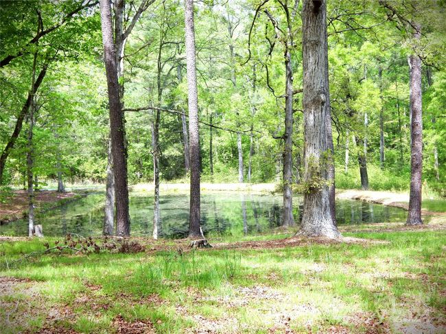 Pond 1 | Image 12