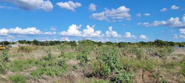 Grass and weeds are just perfect for bovines and equines. | Image 4