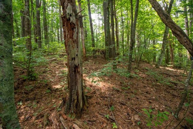 Lot 28 Manor House Dr, Home with 0 bedrooms, 0 bathrooms and null parking in Laurel Fork VA | Image 7