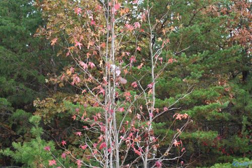 LOT 3 Hillside Dr Nw, Fort Payne, AL, 35968 | Card Image