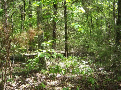 Lots 2, 3 &amp; 4 Pearson Cutoff, Heber Springs, AR, 72543 | Card Image