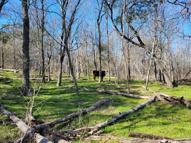 View of yard | Image 17