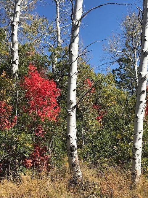 54-369 Whispering Pines Rd, Springdale, UT, 84767 | Card Image
