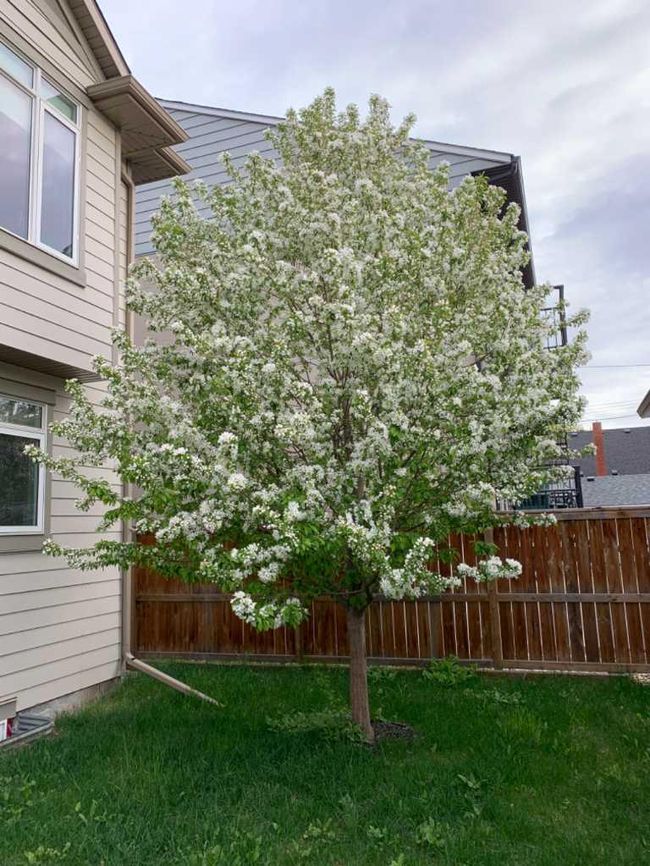 2116 15 Street Sw, Home with 3 bedrooms, 2 bathrooms and 2 parking in Calgary AB | Image 42