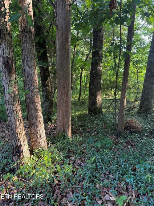 8 Catoosa Woods Drive, Lancing, TN, 37770 | Card Image