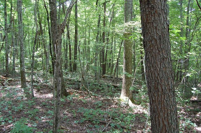 10 Laurel Brook Rd, Home with 0 bedrooms, 0 bathrooms and null parking in Dunlap TN | Image 5