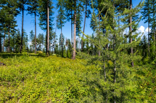 664 Saddlehorn Trl, Home with 0 bedrooms, 0 bathrooms and null parking in Bigfork MT | Image 29
