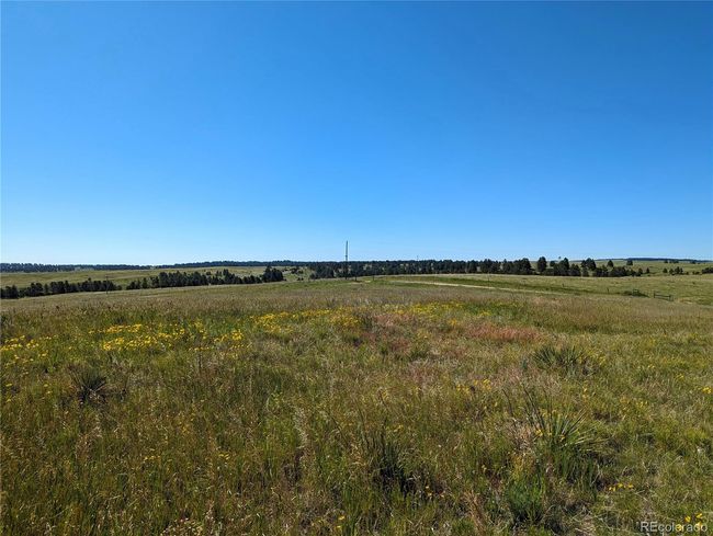 Wild flowers and natural grasses | Image 27