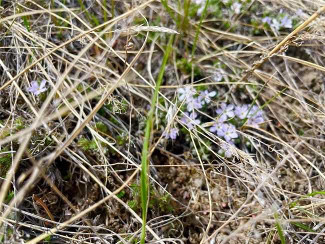 Floral groundcover | Image 17
