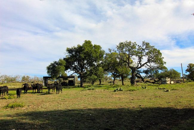 963 Josephine, Home with 0 bedrooms, 0 bathrooms and null parking in Harper TX | Image 7