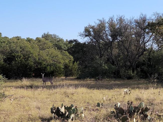 743 Welgehausen Rd, Home with 0 bedrooms, 0 bathrooms and null parking in Fredericksburg TX | Image 78