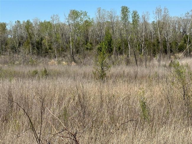 Wet Lands and Timber | Image 9