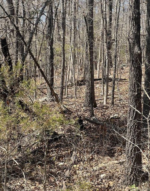 421 Hiawatha Cir, Horseshoe Bend, AR, 72512 | Card Image