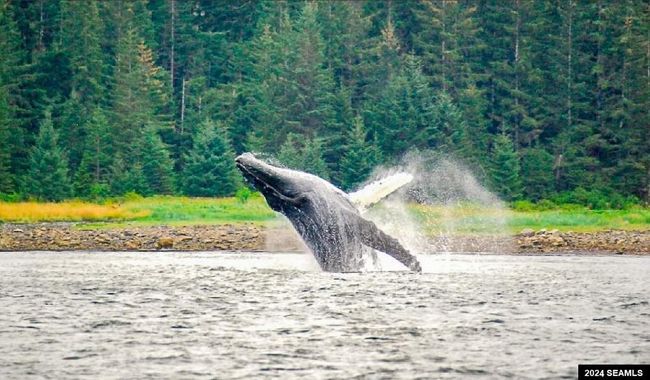 LOT17-BLK-B-EXCURSION-I - 17 Excursion Inlet, Home with 0 bedrooms, 0 bathrooms and null parking in Excursion Inlet AK | Image 16