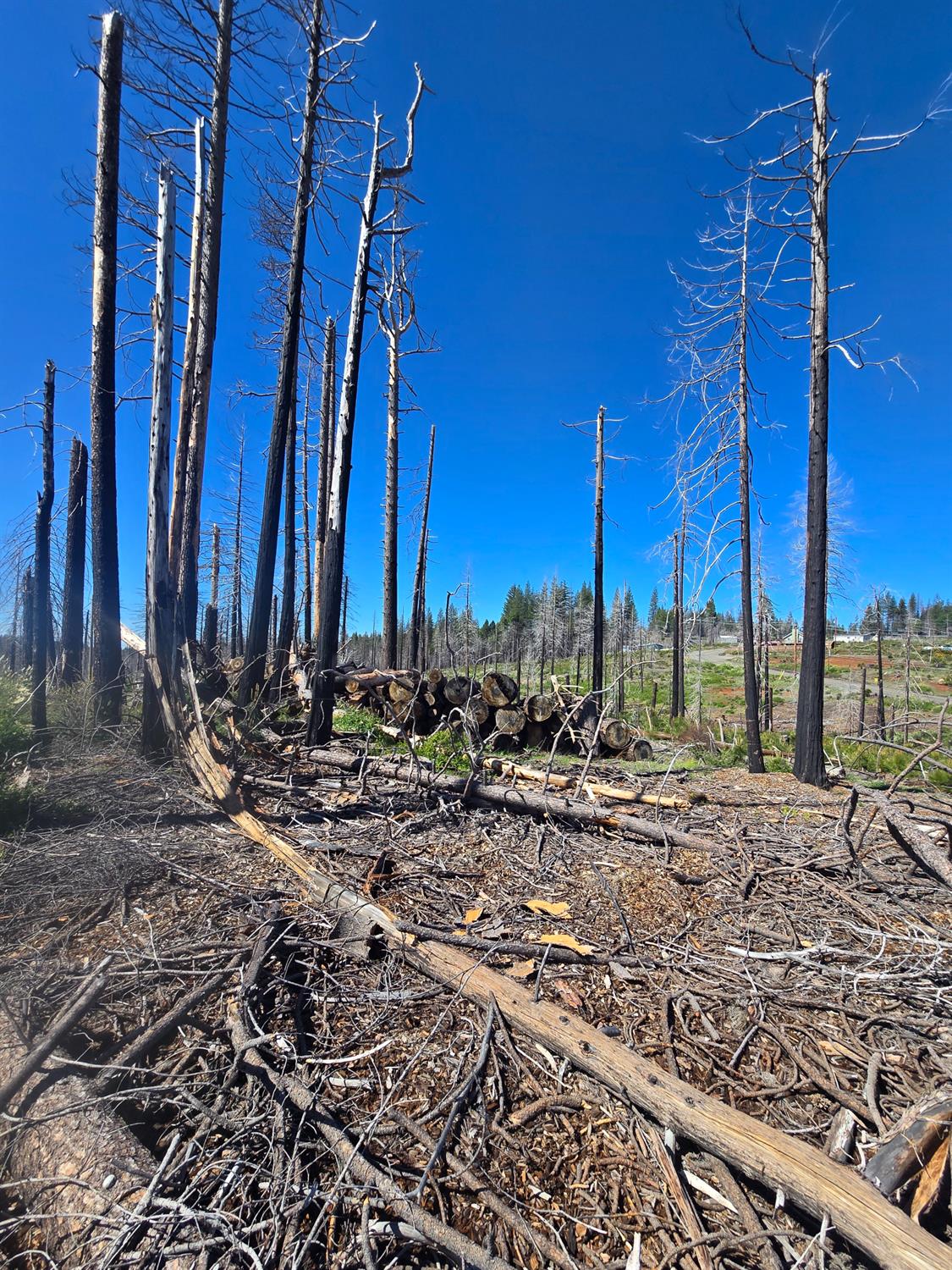 Land in Grizzly Flats 3