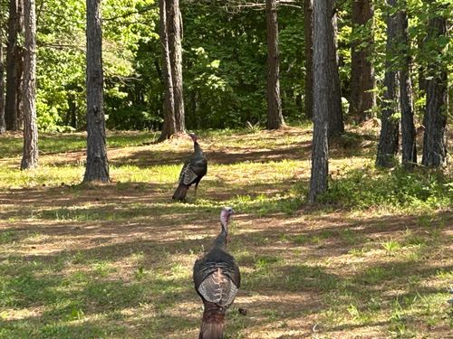 290 Bear Trace Dr, Jasper, TN, 37347-3019 | Card Image