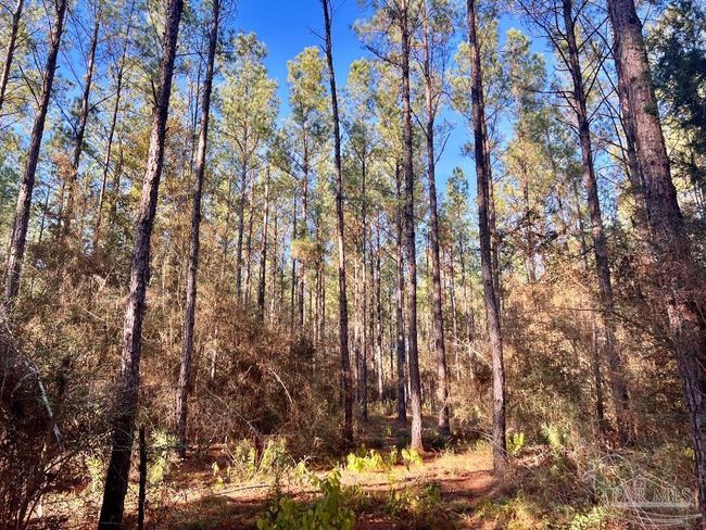 Lot 2-RS Hwy 182, Home with 0 bedrooms, 0 bathrooms and null parking in Jay FL | Image 8