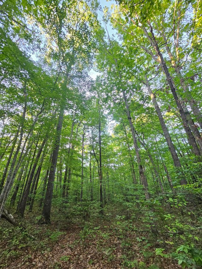 3 Woodfern Lane, Home with 0 bedrooms, 0 bathrooms and null parking in Coalmont TN | Image 4