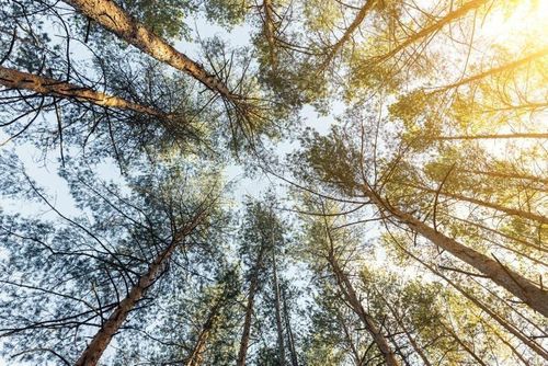 414 Camellia Dr, INDIAN LAKE ESTATES, FL, 33855 | Card Image