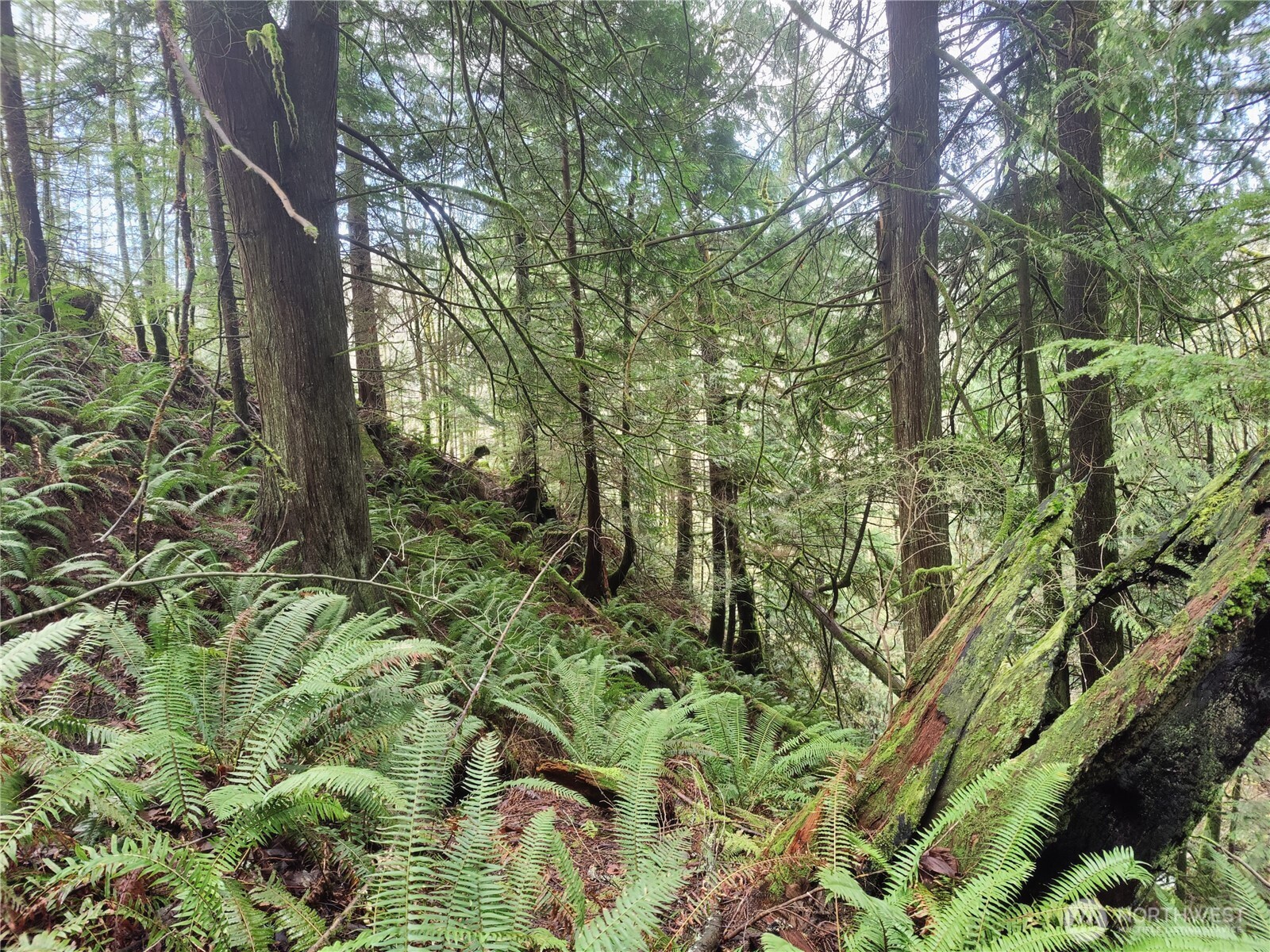 Land in Sumas 5