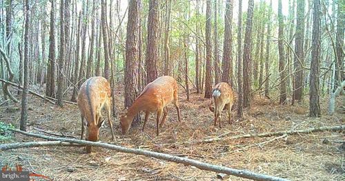 2575 Toddville Rd, TODDVILLE, MD, 21672-9718 | Card Image