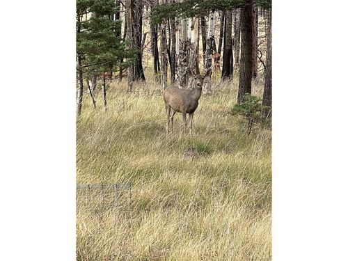 542 Forbes Park Rd, Fort Garland, CO, 81133 | Card Image