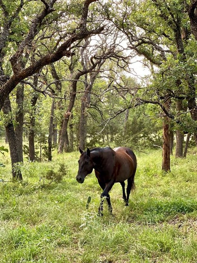 730 Us Highway 84 E, Home with 4 bedrooms, 2 bathrooms and 1 parking in Goldthwaite TX | Image 14