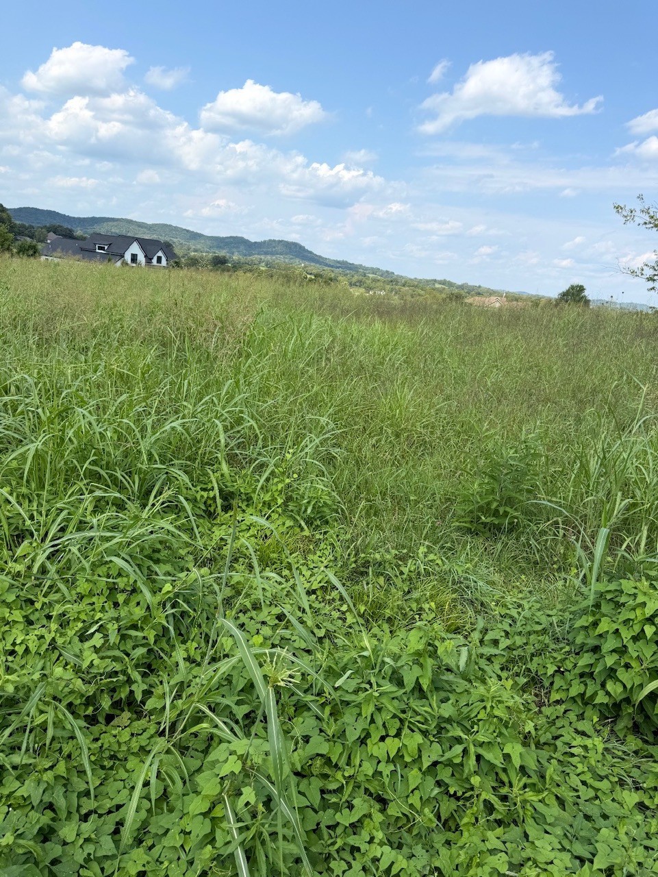 Land in Gallatin 4