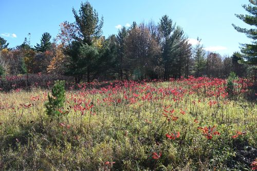 TBD Pike Ct, Browerville, MN, 56438 | Card Image