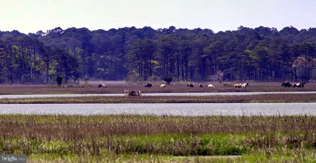 APT-202 - 7622 Eastside Rd, Townhouse with 2 bedrooms, 2 bathrooms and null parking in CHINCOTEAGUE VA | Image 22