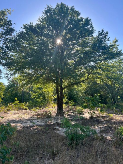 00 Pearl Bonnett Rd, Windsor, SC, 29856 | Card Image