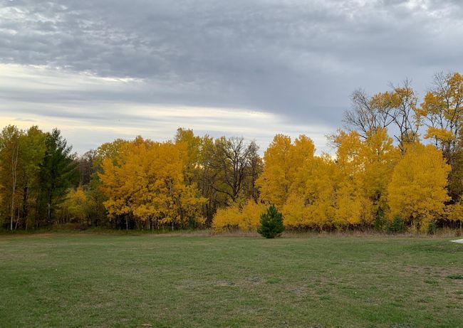 Fall Trees.JPG | Image 46
