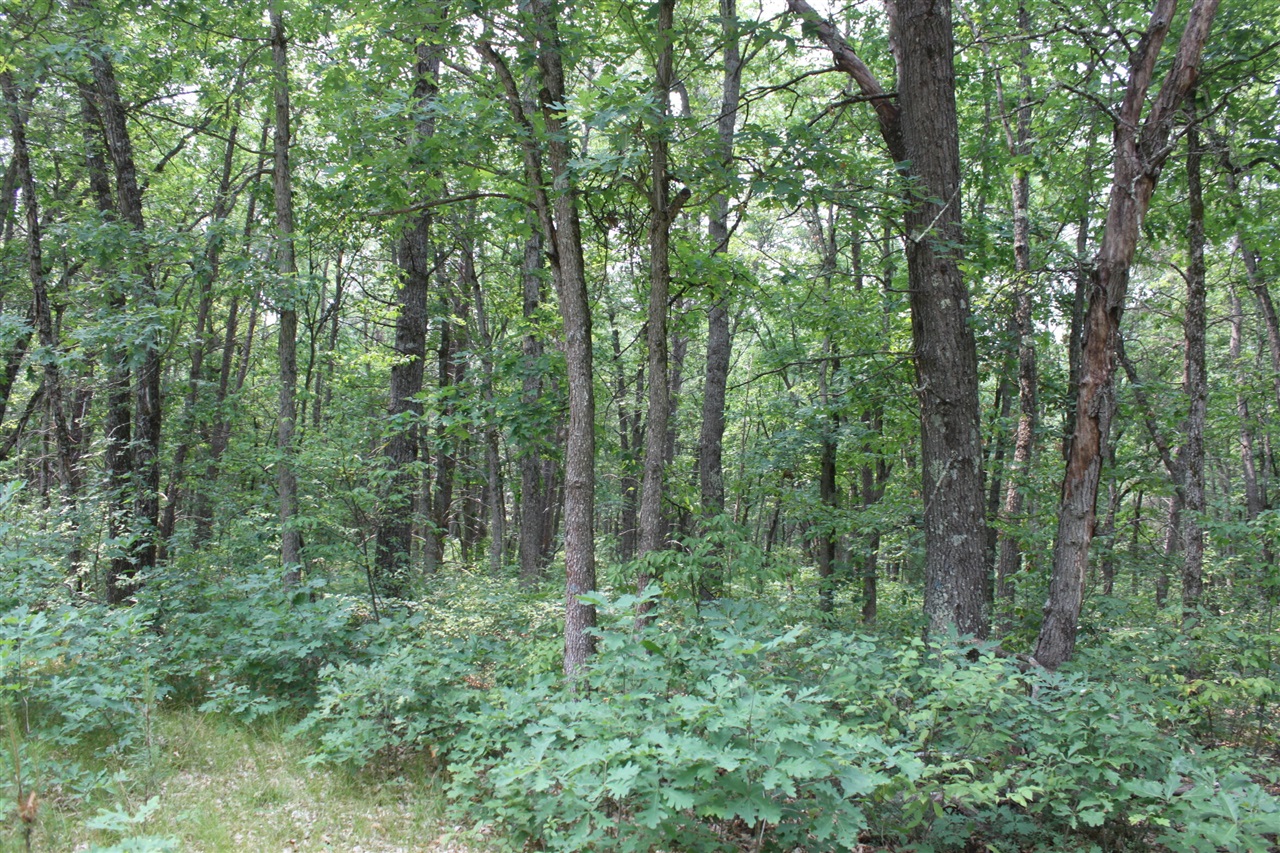 Caberfae Hwy, Wellston, MI 49689