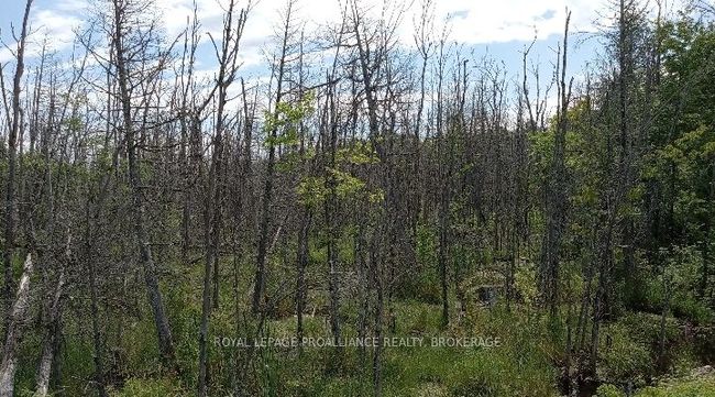 1891 Mountain Rd, Home with 0 bedrooms, 0 bathrooms and null parking in Tamworth ON | Image 9