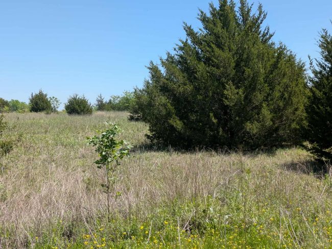 Pretty clean lot with a mixture of trees | Image 4