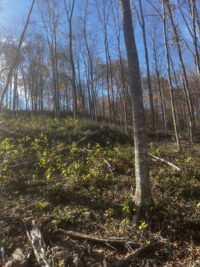 0 Northcutts Cove Rd, Home with 0 bedrooms, 0 bathrooms and null parking in Beersheba Springs TN | Image 28