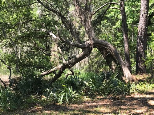 2907 River Rd, Johns Island, SC, 29455 | Card Image