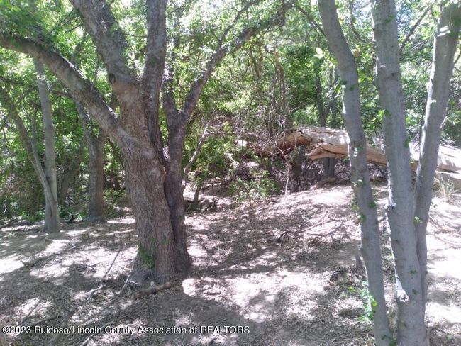 Tree lined river front | Image 63