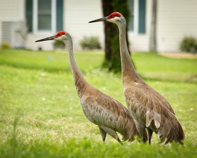 11536 Sw 138 Th Ln, House other with 2 bedrooms, 2 bathrooms and null parking in DUNNELLON FL | Image 77