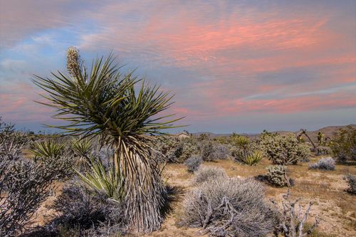 102 Saddleback Road, Joshua Tree, CA, 92252 | Card Image