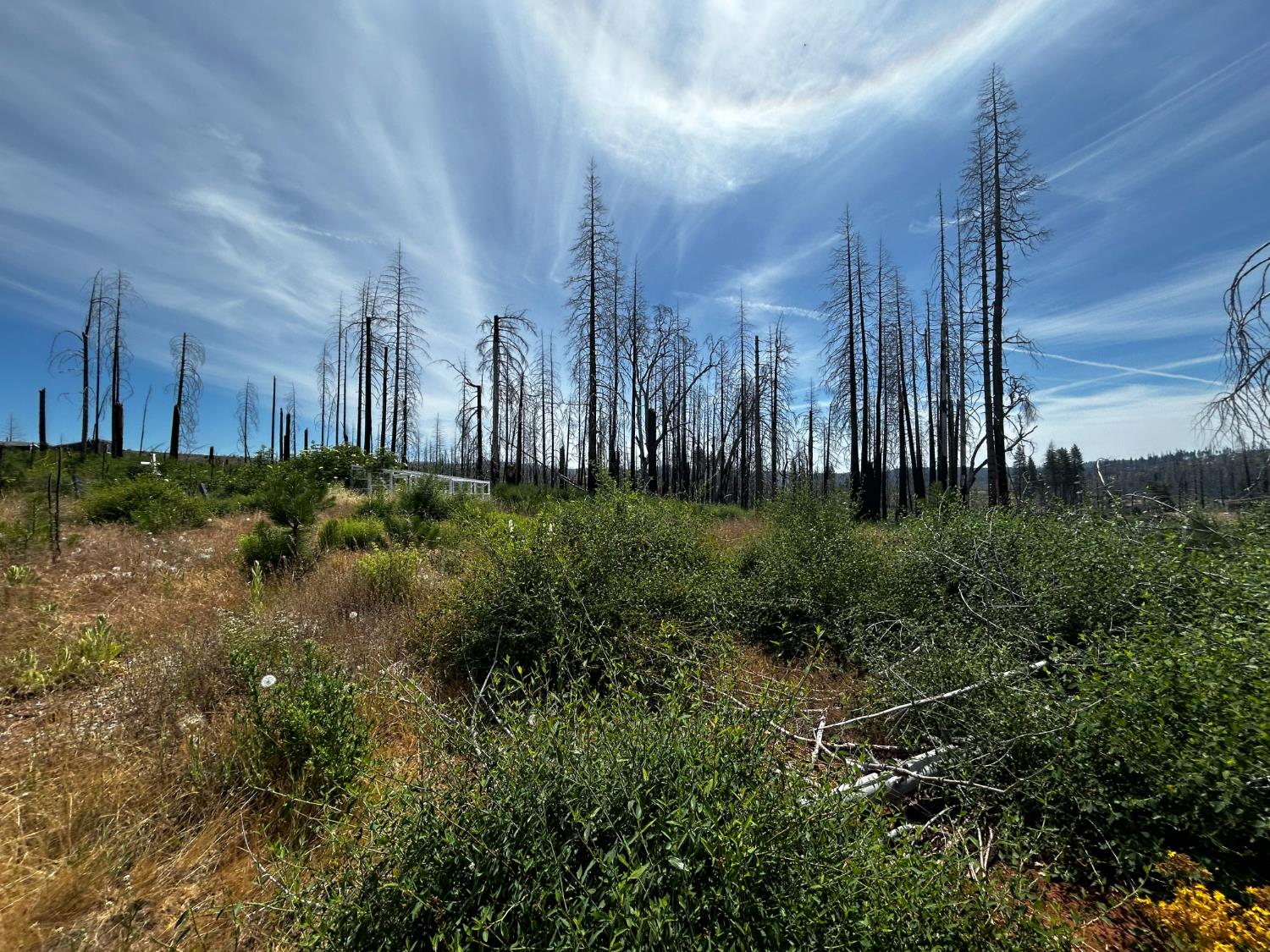 Land in Grizzly Flats 5