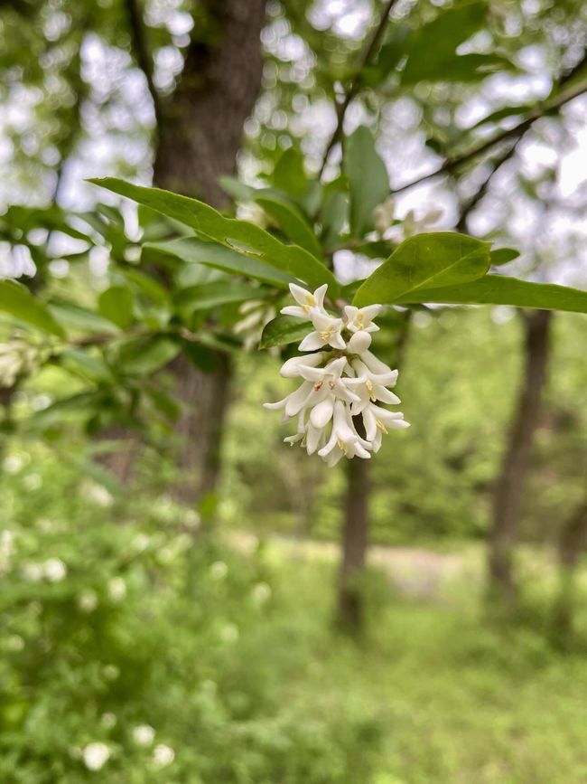 Native Flora | Image 11