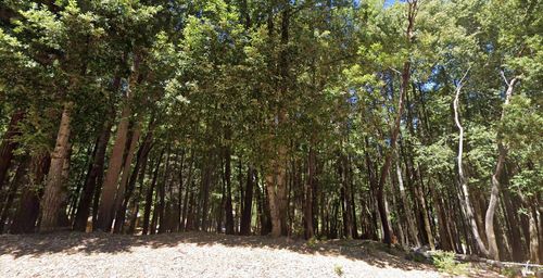 24230 Cypress Dr, Willits, CA, 95490-8908 | Card Image