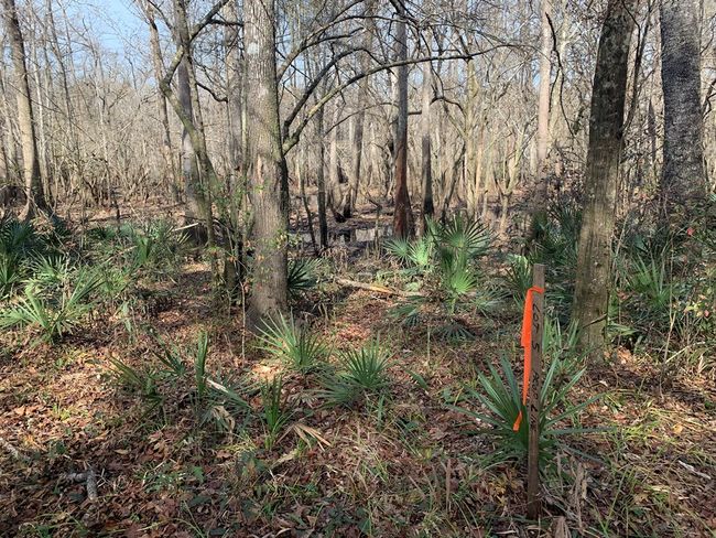 Lot 5 Big Cedar Rd, Home with 0 bedrooms, 0 bathrooms and null parking in Ponce De Leon FL | Image 8