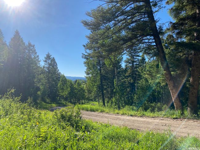 View of local wilderness | Image 19