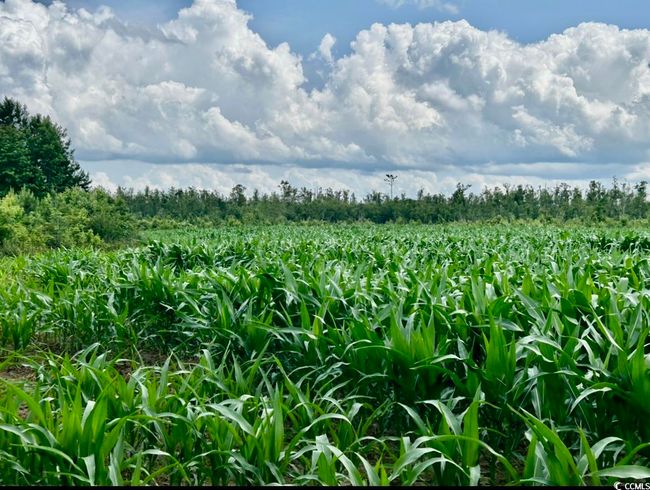 View of local wilderness featuring rows of crops and rural landscape | Image 6