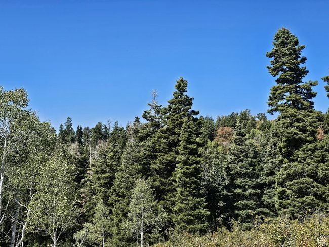 View of nature featuring a wooded view | Image 11
