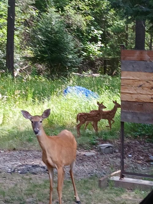 237 S 8th Ave, Ione, WA, 99139-9662 | Card Image