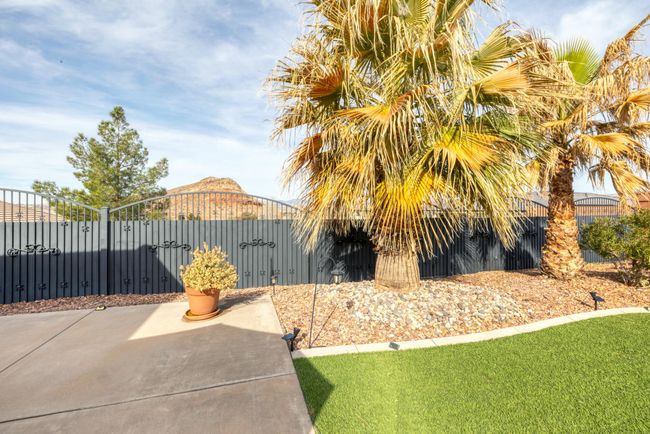 Mature palms | Image 40